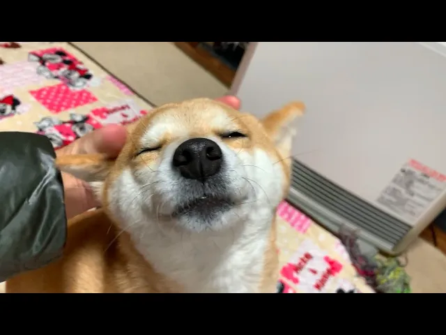 帰宅すると行動一つ一つがとても可愛い柴犬が待ってます shiba inu